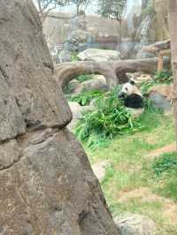 海洋公園一日遊 ｜熊貓寶寶超可愛🐼