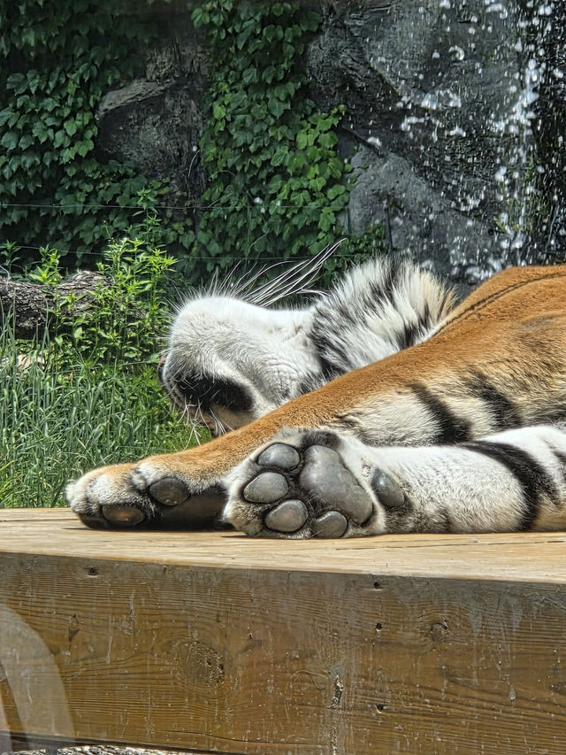 귀여움 한가득 에버랜드 뿌시기🎡