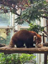 귀여움 한가득 에버랜드 뿌시기🎡