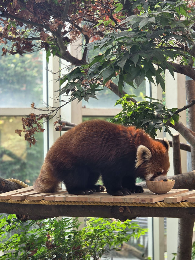 귀여움 한가득 에버랜드 뿌시기🎡