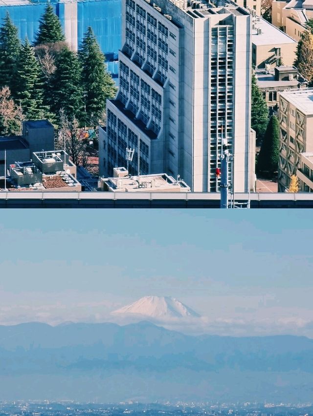 빛과 활기가 공존하는 도쿄의 하루