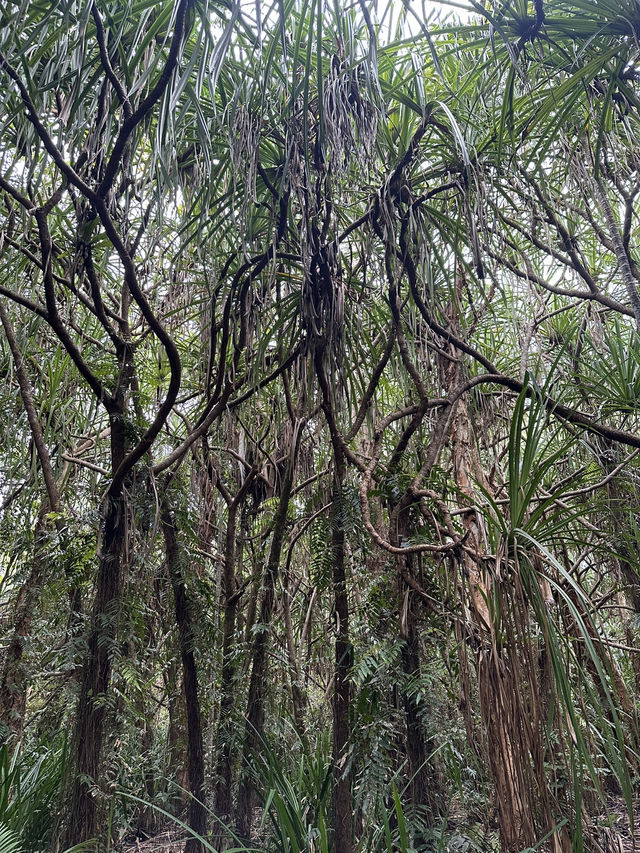 ケアンズ🇦🇺 レインフォレストボードウォーク🌳