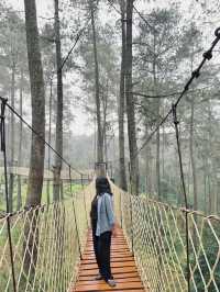 A Thrilling Sensation Crossing the Wood Bridge in Orchid Forest Cikole