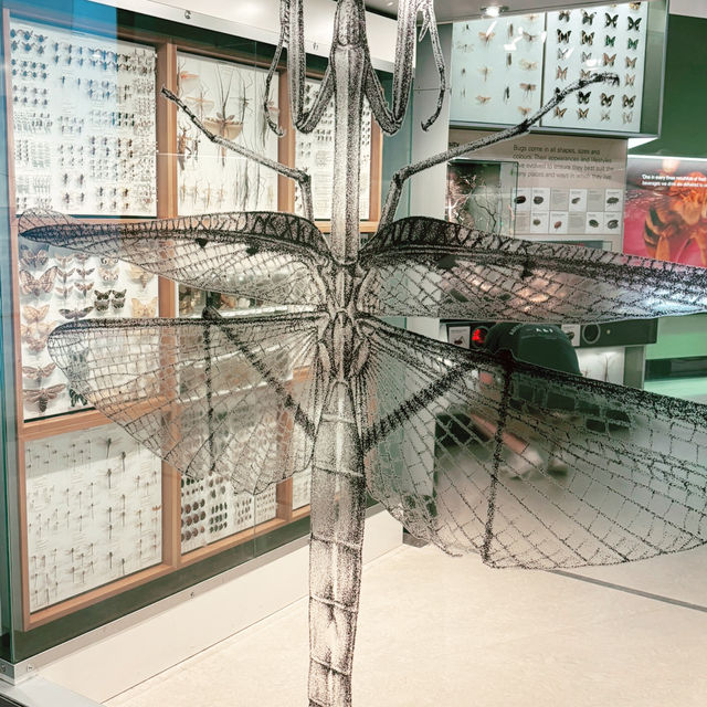 理科好きになる🦋メルボルン博物館で出会う小さな宇宙 ― 昆虫標本展示