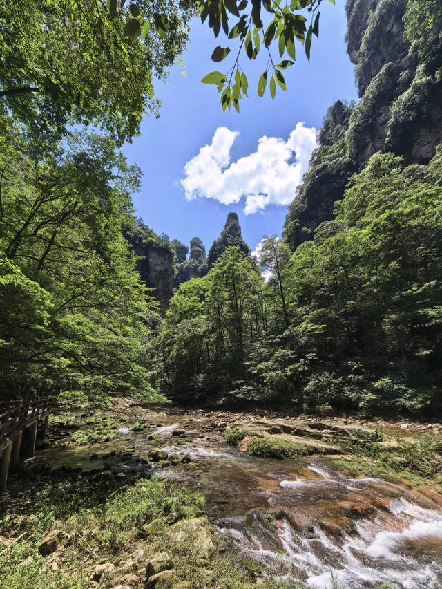 【張家界金鞭溪】終極遊玩攻略 | 峽谷中的天然畫廊 🌿