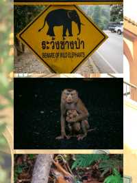เที่ยวเขาใหญ่ จีงหวัดนครราชสีมา
