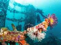 ดำน้ำที่ สิปาดัน สวรรค์ใต้น้ำ มาเลเซีย