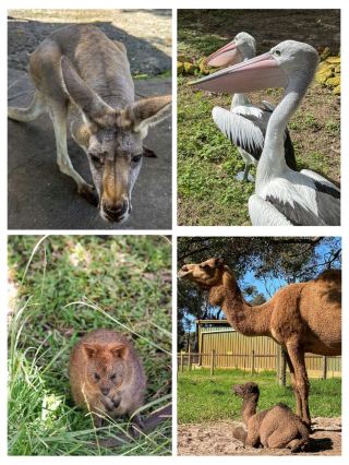 #perthonbudget
🦘🐨 Caversham Wildlife Park – Meet Australia’s Cutest Icons! 🐍🦜

If you want to get up close with Australia’s most famous animals, Caversham Wildlife Park in the Swan Valley is the place to be! From cuddly koalas to hopping kangaroos, it’s a family-friendly park full of fun, learning, and wildlife encounters. 🌿✨

📍 Location: Whiteman Park, about 15 km northeast of Perth 🚗
💰 Ticket Price: Adults approx. AUD $32, Children $15, Family passes available 🎟️
⏰ Opening Hours: Daily, 9:30 AM – 4:00 PM ⏳

🌟 Highlights:

Hand-feed kangaroos in open enclosures 🦘🥕

Take photos with koalas (and sometimes even wombats!) 🐨📸

Farm show – watch sheep shearing, whip-cracking & stockman skills 🐑🤠

Meet reptiles, birds, and other Aussie wildlife 🐍🦜

Fun interactive experiences for kids and adults alike 👶👩👩👧

Located in the beautiful Swan Valley, so you can combine it with wineries & food tours 🍇🍷


🚗 How to Reach: About 25 minutes’ drive from Perth CBD. Driving is the best option, but tour packages are also available 🚙🚌.

A must-visit if you want a true Aussie wildlife experience – perfect for families, animal lovers, and overseas visitors! 🌸🐾

#CavershamWildlifePark #PerthWildlife #SwanValleyAdventures #AustraliaAnimals
