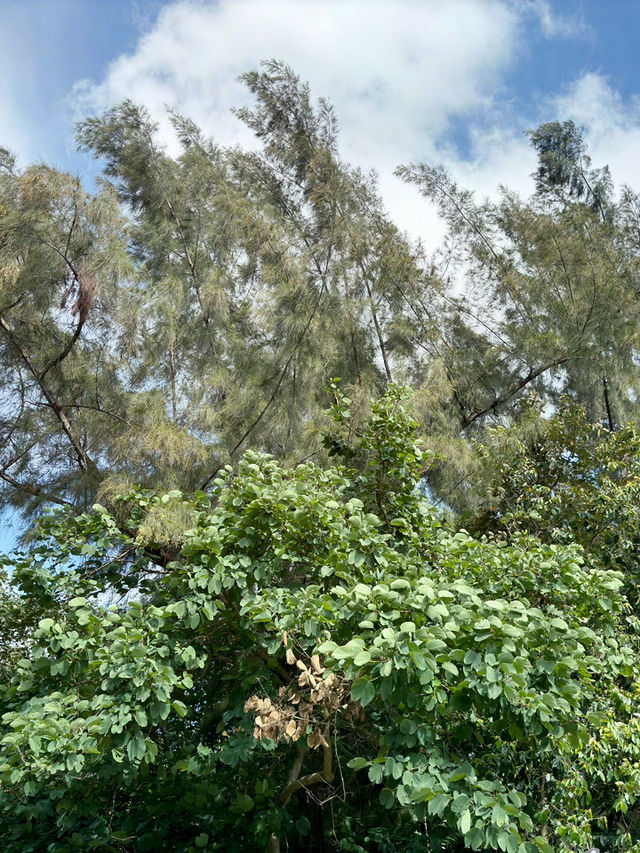 香港|濕地公園|香港紅葉名所|濕地秋色的生態天堂  香港|濕地公園|香港紅葉名所|濕地秋色的生態天堂