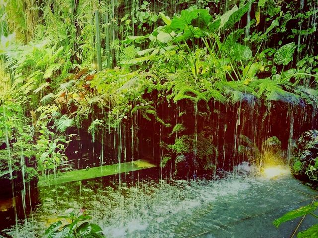 Cloud Forest──夢幻雲霧中的綠色奇境