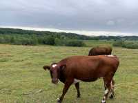 Rold Skov