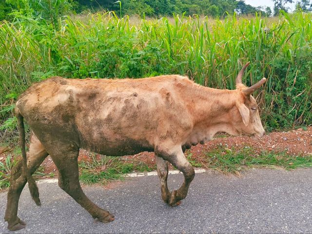 สุริยาแลนด์ สัตหีบ