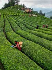 Rize Tea Bliss🍃  