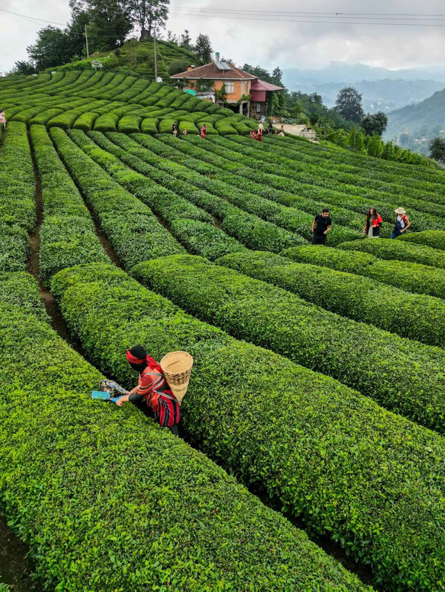 Rize Tea Bliss🍃  