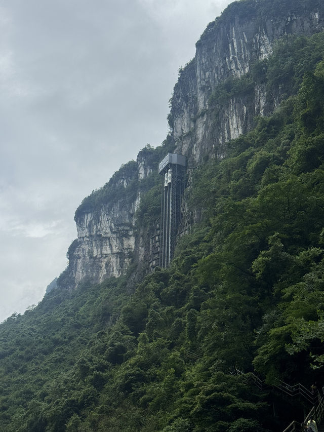 Wulong’s Misty Magic🌫️