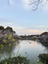 2025.03.28 櫻花季東京獨旅五天四夜行程 p6 第四天行程大公開(5.17:30千鳥淵（千鳥ヶ淵）)