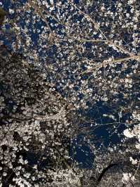 2025.03.28 櫻花季東京獨旅五天四夜行程 p6 第四天行程大公開(6.東京鐵塔)