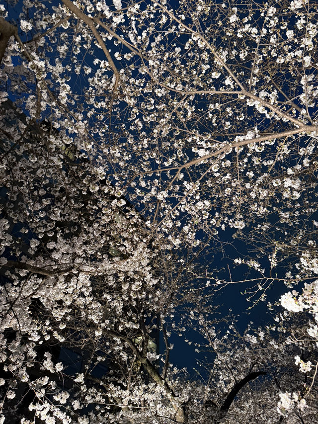 2025.03.28 櫻花季東京獨旅五天四夜行程 p6 第四天行程大公開(6.東京鐵塔) 2025.03.28 櫻花季東京獨旅五天四夜行程 p6 第四天行程大公開(6.東京鐵塔)