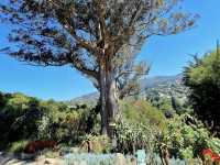 Dunedin Botanic Garden