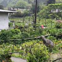 🌋🌸 Yangmingshan – Taipei’s Mountain Escape 🌳✨