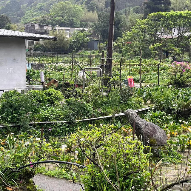 🌋🌸 Yangmingshan – Taipei’s Mountain Escape 🌳✨ 🌋🌸 Yangmingshan – Taipei’s Mountain Escape 🌳✨