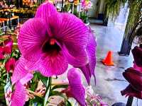 🌺 Marie Selby Botanical Gardens – A Tropical Oasis by the Bay