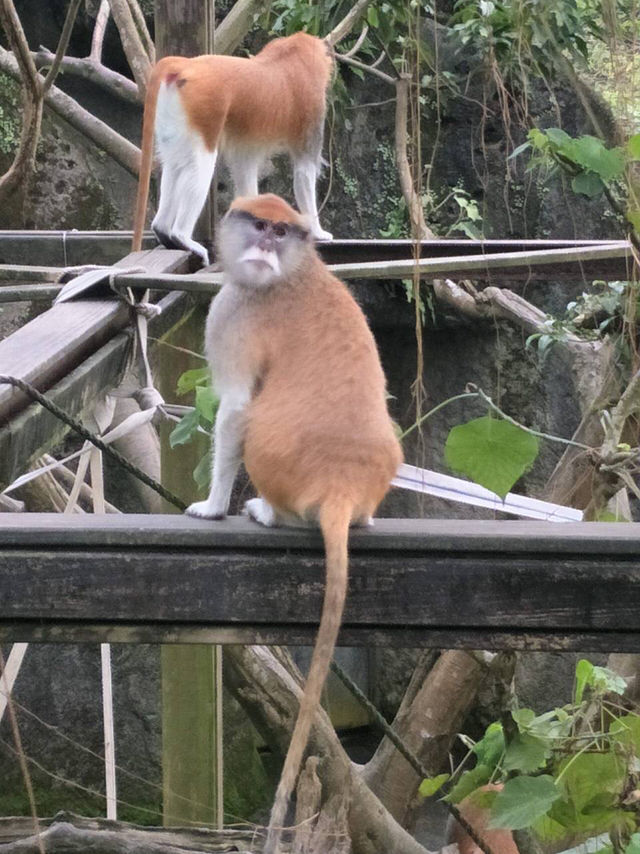 寓教於樂的親子天堂#臺北市立動物園-臺北市文山區