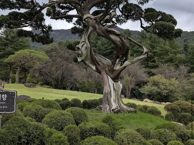 Garden of Morning Calm