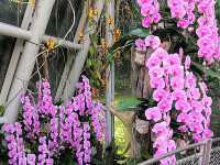 Singapore Botanic Gardens