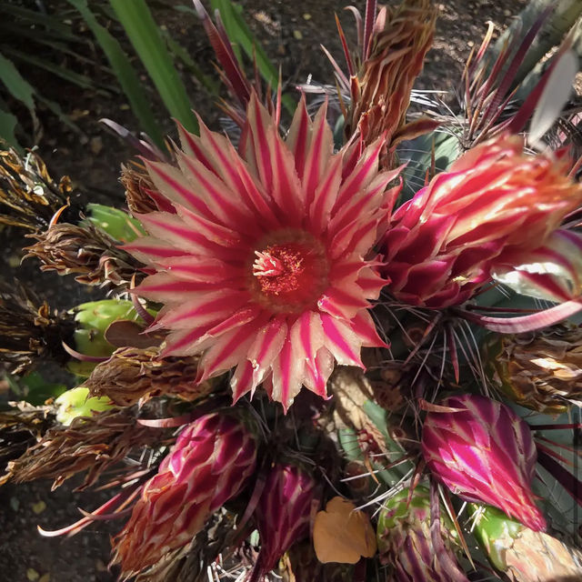 Desert Botanical Garden