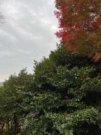  🍁 자산공원 가을 여행 🍁