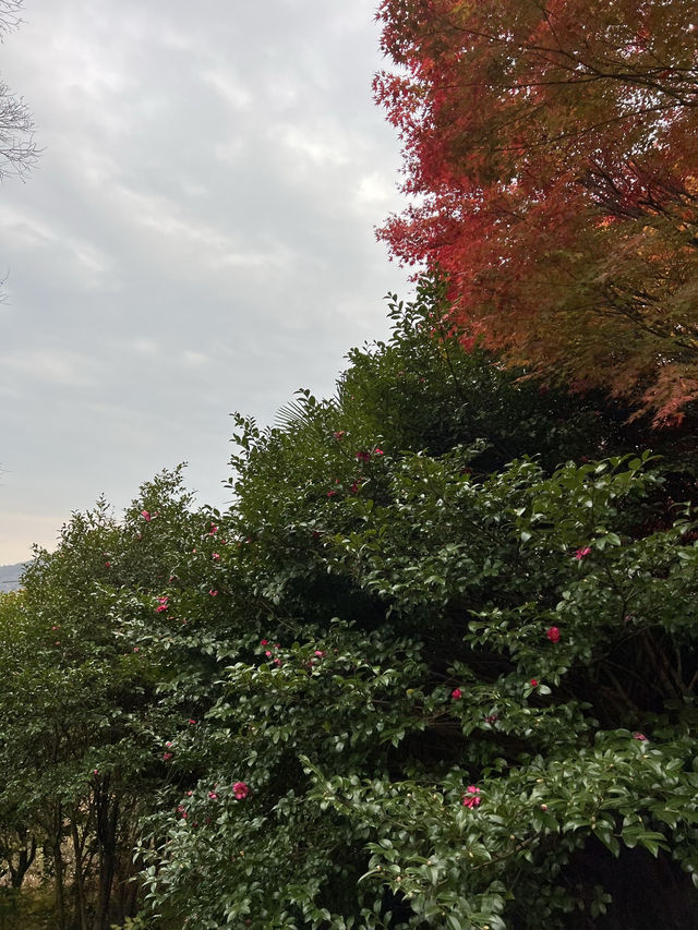  🍁 자산공원 가을 여행 🍁