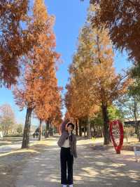 가을을 만끽할수있는 너무 아름다운 순천만국가정원!🍁🍁