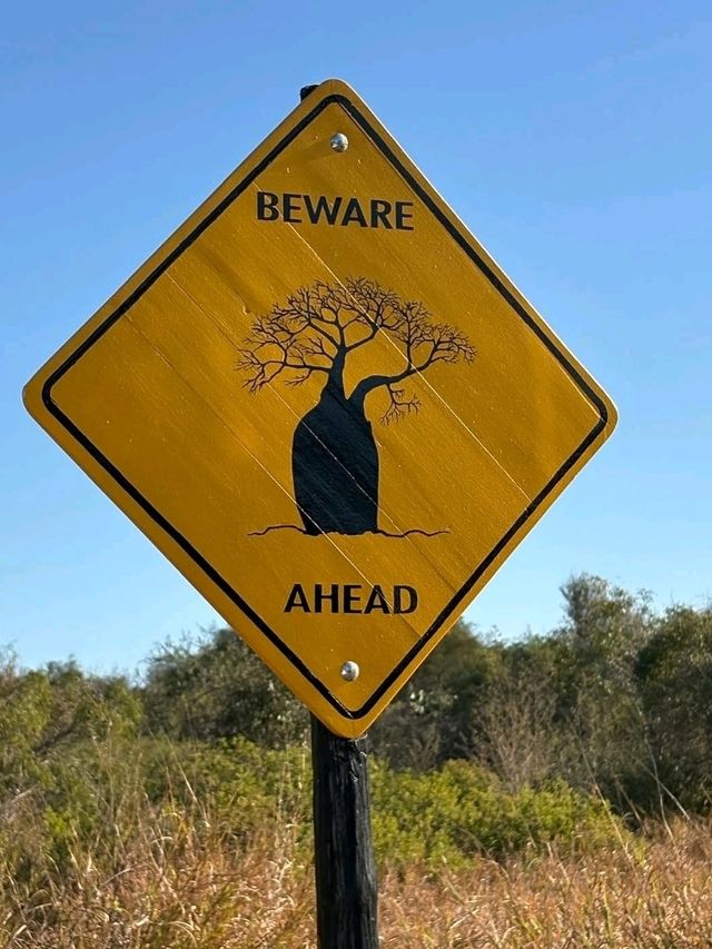 Walking Among Giants at the Avenue of the Baobabs