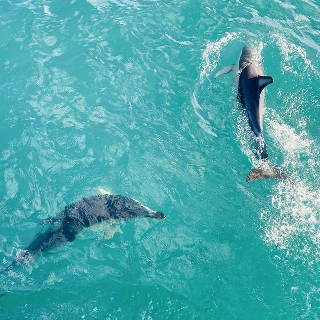 【ニュージーランド】北島3泊5日モデルプラン🇳🇿