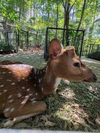 Orchid Forest Cikole: A Nature Escape