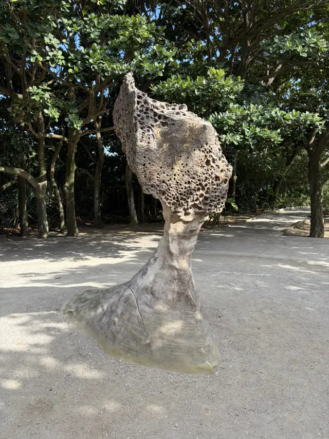 ｜台灣｜新北萬里野柳地質公園