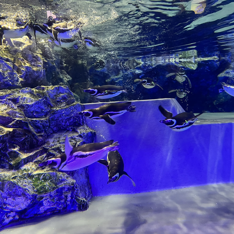 すみだ水族館 – 東京の中心にある水族館