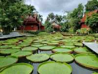 Cafe Oasis Near Phuket Airport: Lotus Leaves, Insta Vibes & Epic Eats 🌿✨