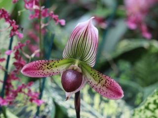 フィップス温室植物園の究極ガイド：ピッツバーグの植物の楽園。