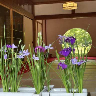 アンダンテ　KAMAKURA 紫陽花　セット KAMAKURA 紫陽花セット | &ante.