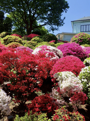 根津神社の幾重にも重なるツツジの花 | Trip.com 東京