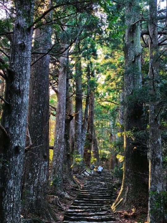 熊野古道 —— 時と森を抜ける聖なる道を歩く。 | Trip.com 田辺