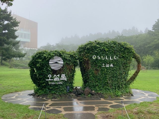 ☔️우기 시즌에 가는 제주도 실내 여행 스팟