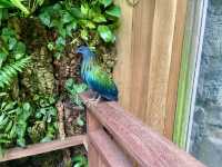 ✨🦜我在紐約中央公園動物園觀雀的樂趣✨