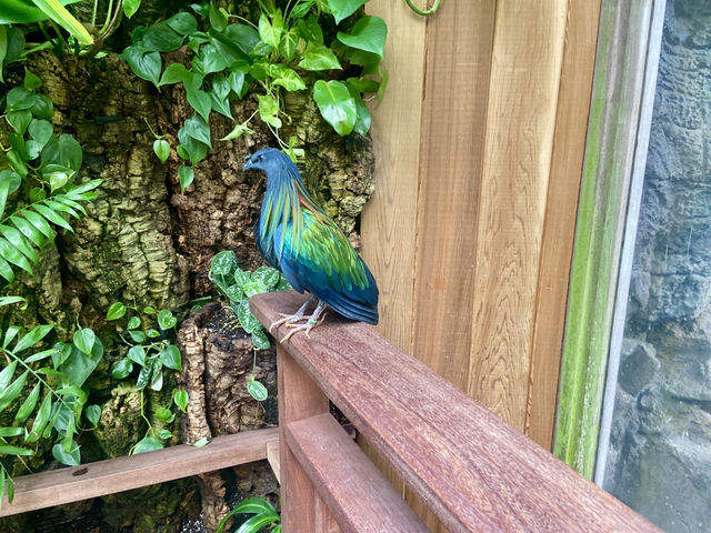 ✨🦜我在紐約中央公園動物園觀雀的樂趣✨