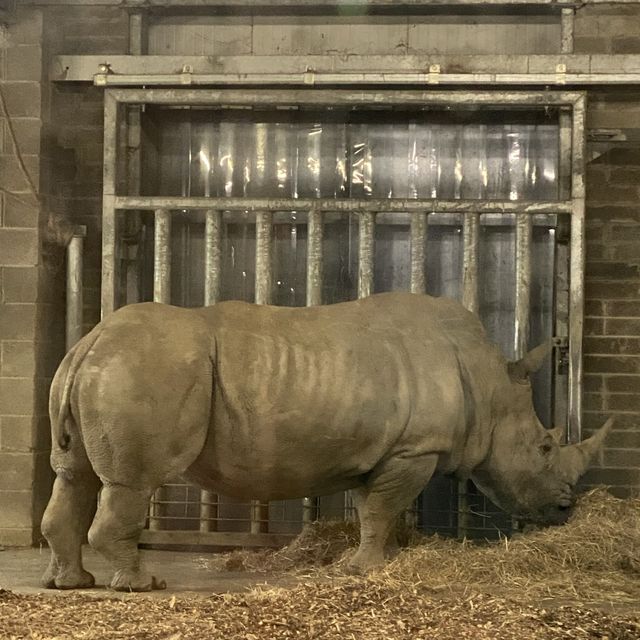 아일랜드 더블린 동물원, Dublin Zoo