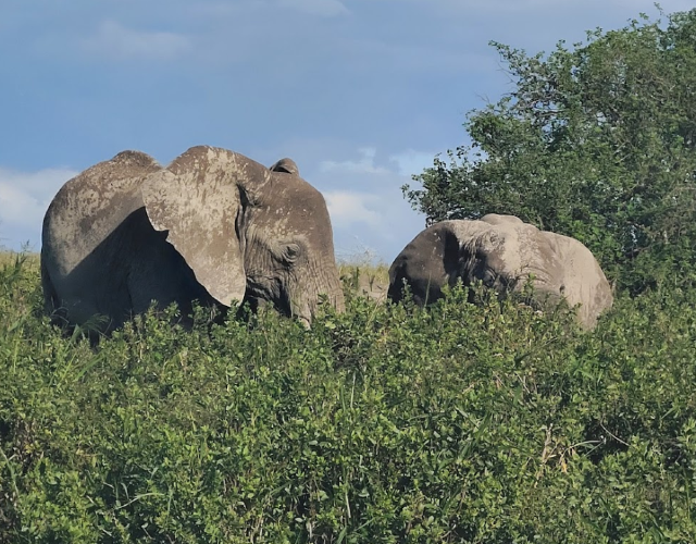 Safari Splendors in Serengeti National Park