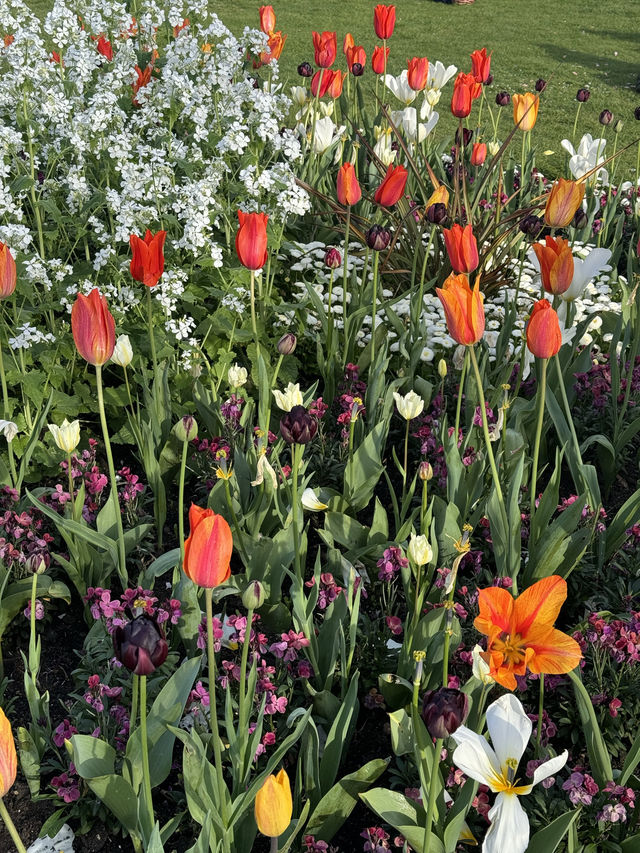 【🇬🇧倫敦春天必遊🌸】Greenwich Park櫻花大道及野餐好去處🍃