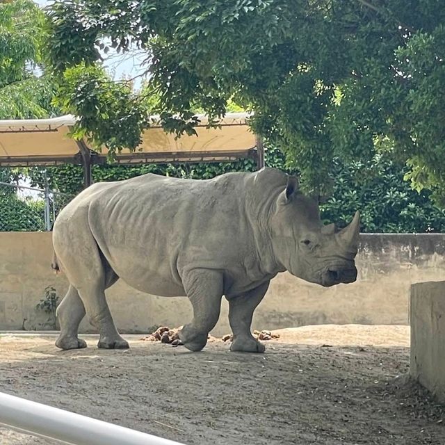 🦒福岡市動植物園🐆歷史悠久的巿中心動物園🐻